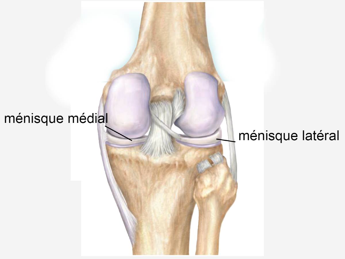 Lésions Des Ménisques Urgence Sport Paris Amp 